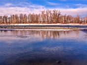 Trees Lining Bow River