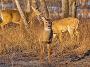 Deer Family In A Park