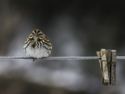 Clothesline Comrades