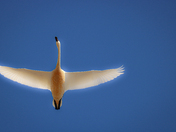 Serenity in the midst of covid chaos