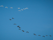 Birds of a feather etc