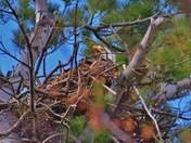 Bald Eagle in the nest.