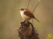 Carolina Wren staying home