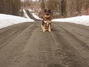 Love going on walks with my Beautiful dog Max