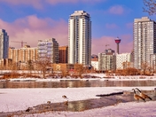 Geese Overlooking Calgary