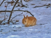 Baby Bunny In The Snow