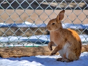 Bunny Standing Up