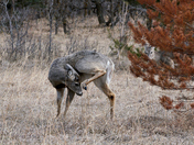 Taking time to groom