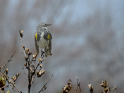 A Yellow Rumped Warbler Takes in the Spring Sunshine