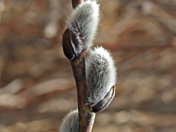 Pussy Willow
