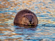 Beaver In The Water