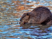 Beaver In The River