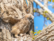 Baby great horned owl walking outside the nest