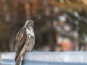 Regional Hawk is patient waiting for the mice 