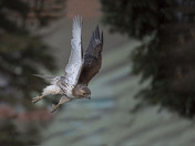 The flying hawk is ready to hunt another mice,