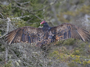 Clean-up crew member 