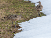 Long-billed Curlew #2