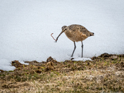 Long-billed Curlew #3