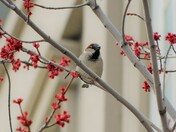 Sparrow and the Red Flower 