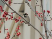 Sparrow and the Red Flower 