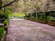 Spring Blossoms of Vancouver