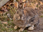 Bunny Staring Contest