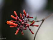 The Chemistry Flower...