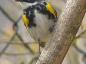 Yellow Rumped Warbler