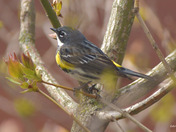 Yellow Rumped Warbler