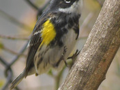 Yellow Rumped Warbler