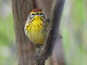Palm Warbler