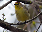 Palm Warbler