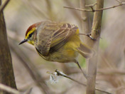Palm Warbler