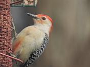 Red-Bellied Woodpecker