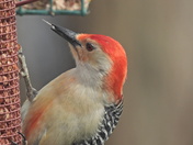 Red-Bellied Woodpecker