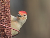 Red-Bellied Woodpecker