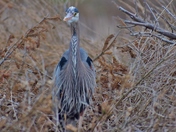 Great Blue Heron - front view.