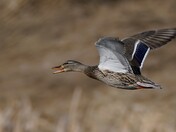 In flight