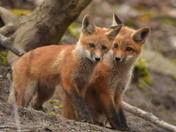 Red Fox Kit