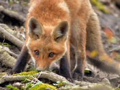 Red Fox Kit