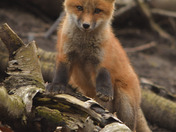 Red Fox Kit