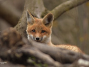 Red Fox Kit