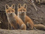 Red Fox Kit