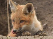 Red Fox Kit
