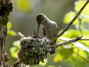 Momma Hummingbird feeds her chicks 