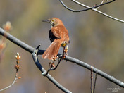 Brown Thrasher