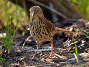 Brown Thrasher