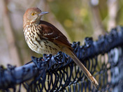 Brown Thrasher
