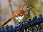 Brown Thrasher