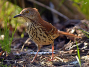 Brown Thrasher